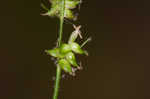 Reflexed sedge